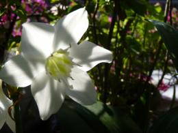 white flower